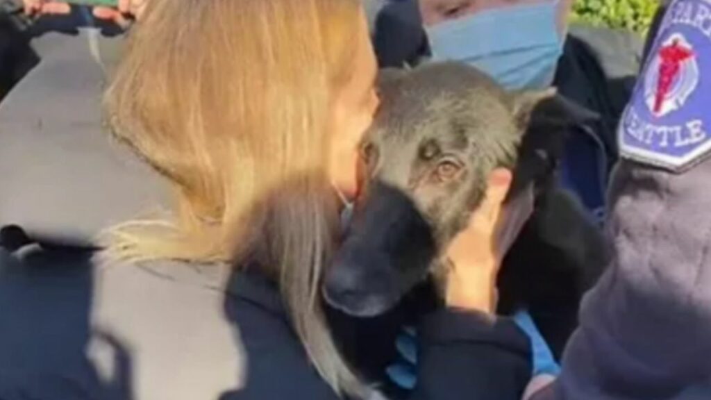 Sammy, il cane che è riuscito a sopravvivere per giorni sotto le macerie di una casa