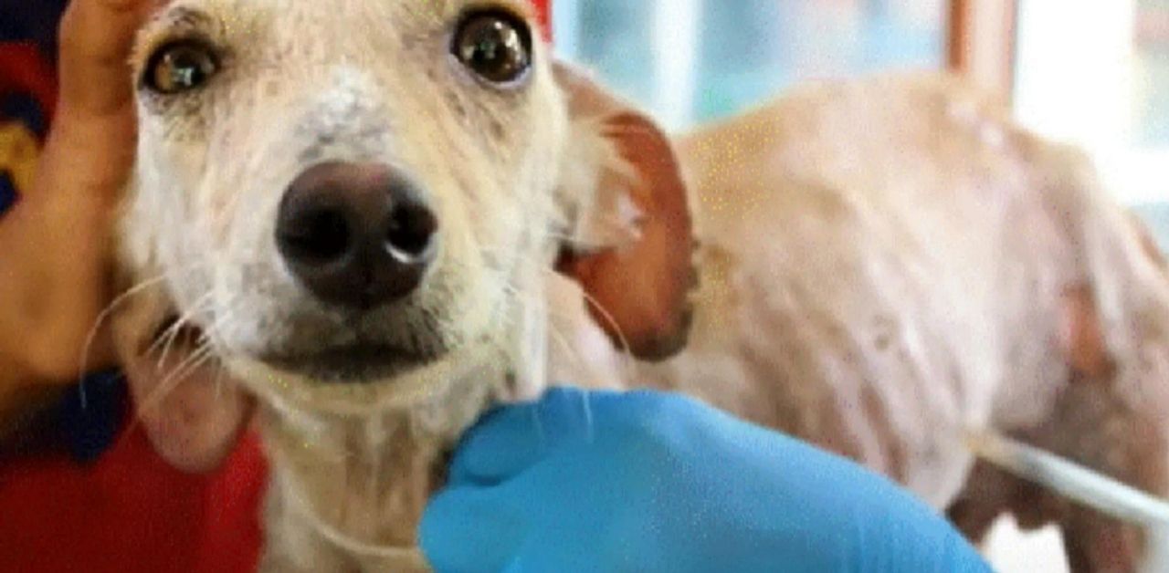 Nonostante le sue condizioni terribili, questo cane randagio non smette di scodinzolare