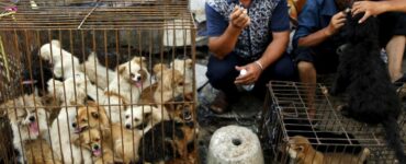 Wang Yan, il milionario cinese che ha speso tutti i suoi soldi per trasformare un mattatoio per cani in un rifugio