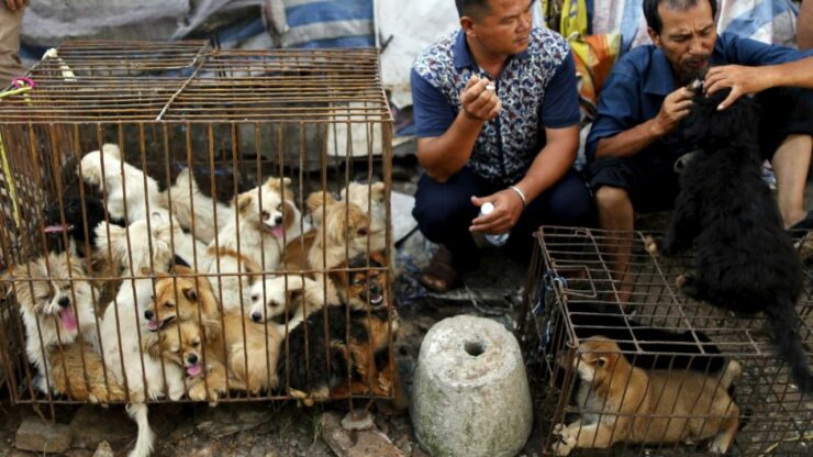Wang Yan, il milionario cinese che ha speso tutti i suoi soldi per trasformare un mattatoio per cani in un rifugio