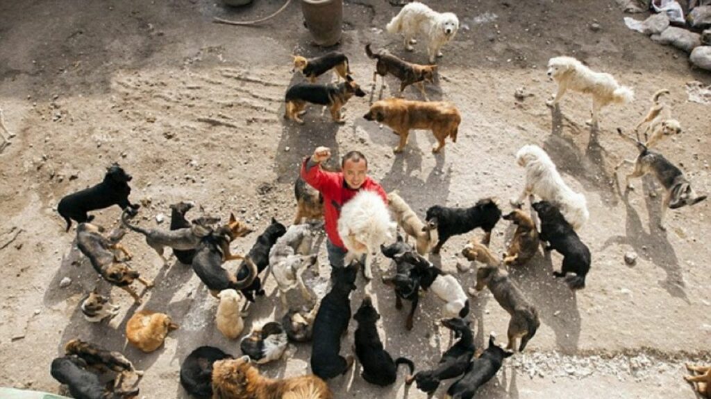 Wang Yan, il milionario cinese che ha speso tutti i suoi soldi per trasformare un mattatoio per cani in un rifugio