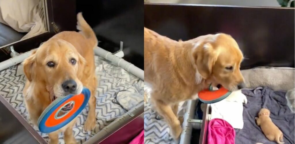 Cane lancia il frisbee ai cuccioli appena nati per giocare