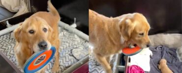 Cane lancia il frisbee ai cuccioli appena nati per giocare