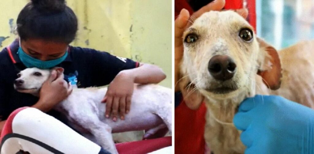 Nonostante le sue condizioni terribili, questo cane randagio non smette di scodinzolare