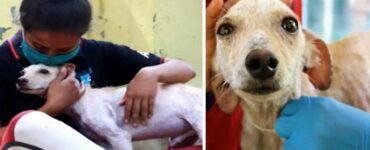 Nonostante le sue condizioni terribili, questo cane randagio non smette di scodinzolare