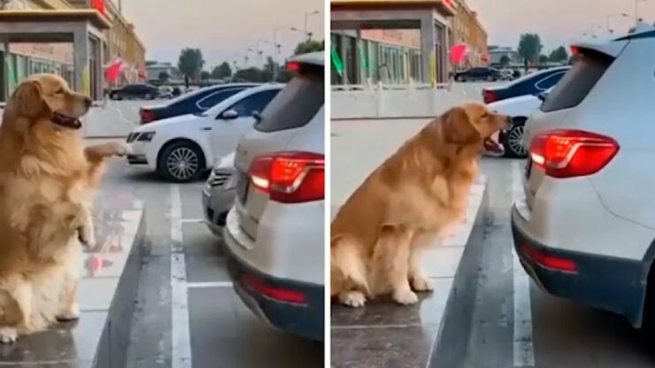 Cucciolo parcheggiatore