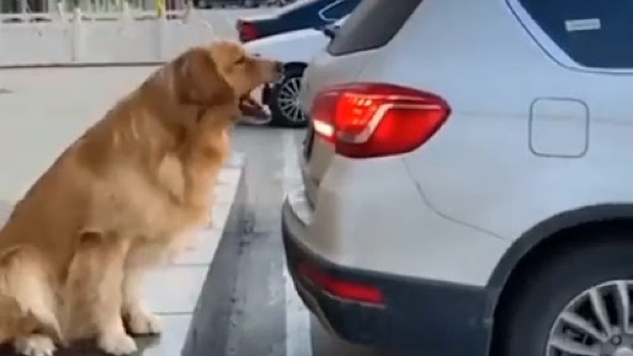 Cucciolo parcheggiatore