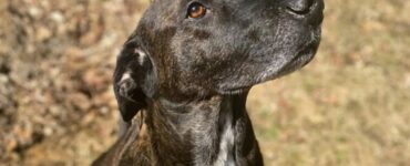 Duke, il cucciolo affezionato ai nonni