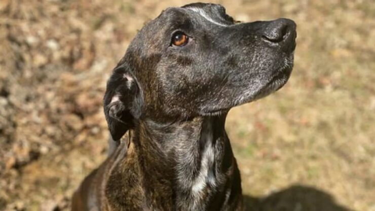 Duke, il cucciolo affezionato ai nonni