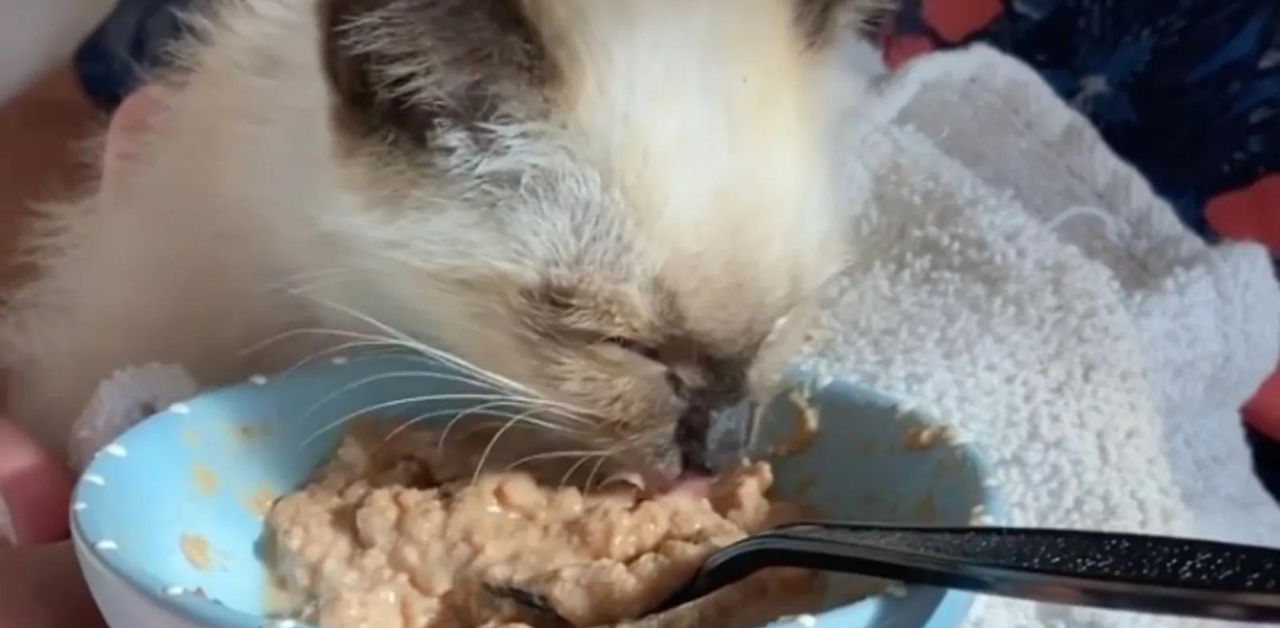 Gatto abbandonato finalmente mangia, dopo tanto tempo (VIDEO)