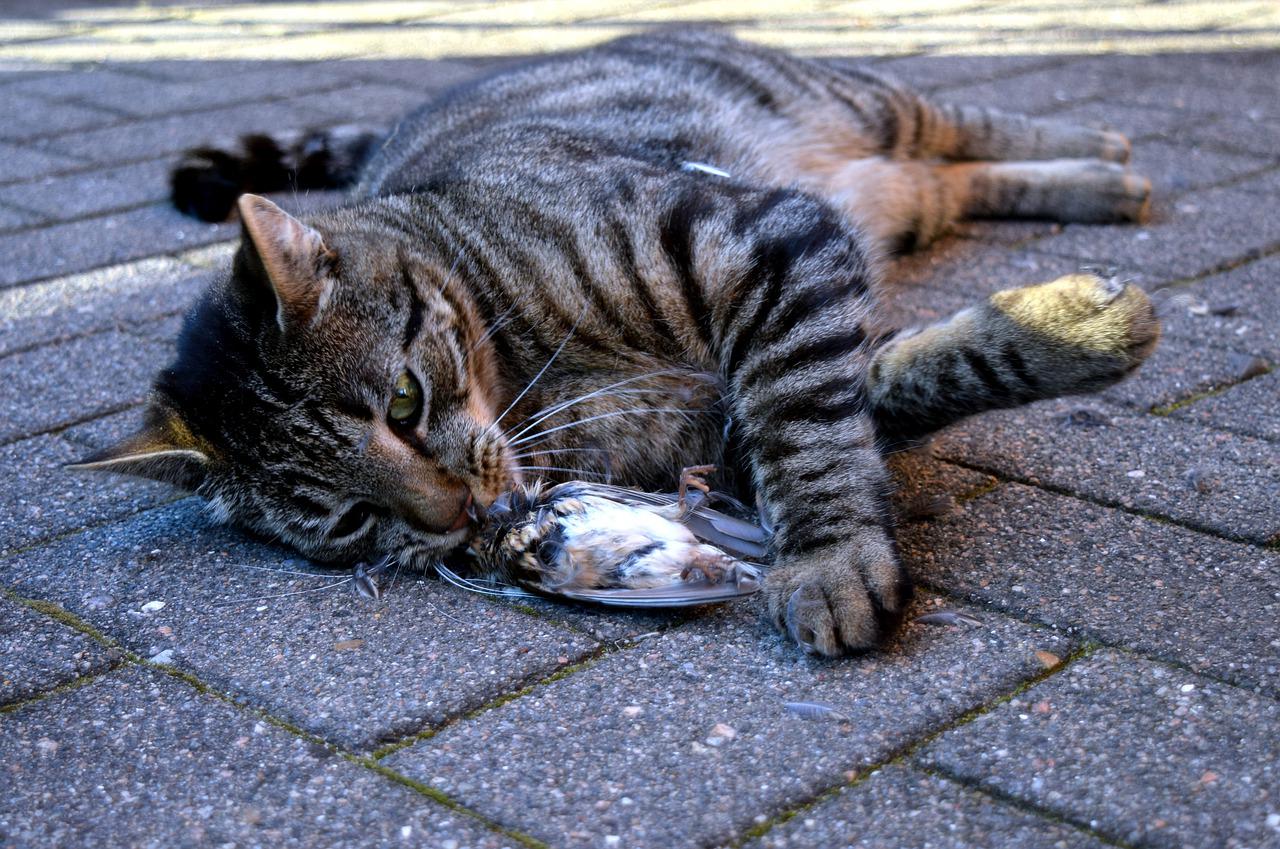 abitudini dei gatti