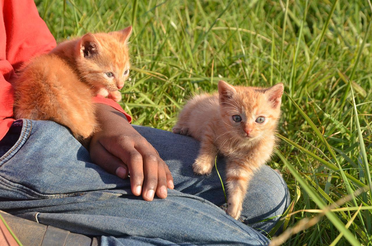 abitudini dei gatti