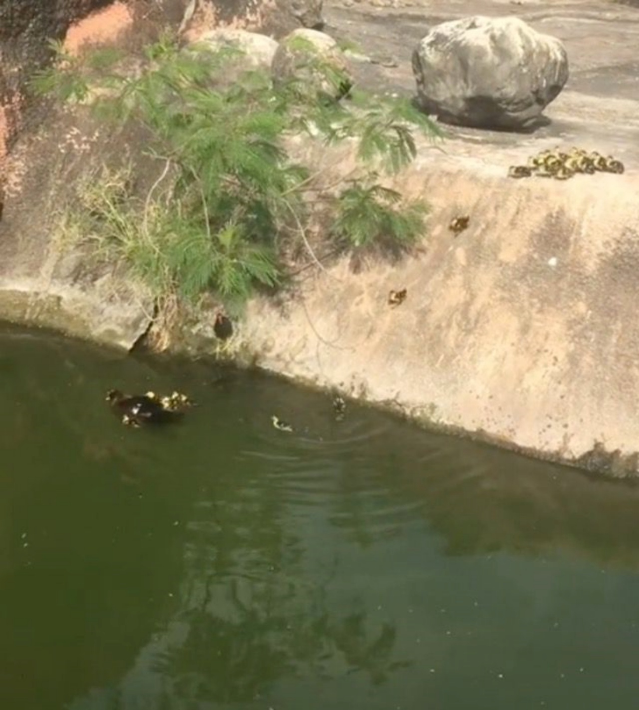 cuccioli di anatra saltano in acqua