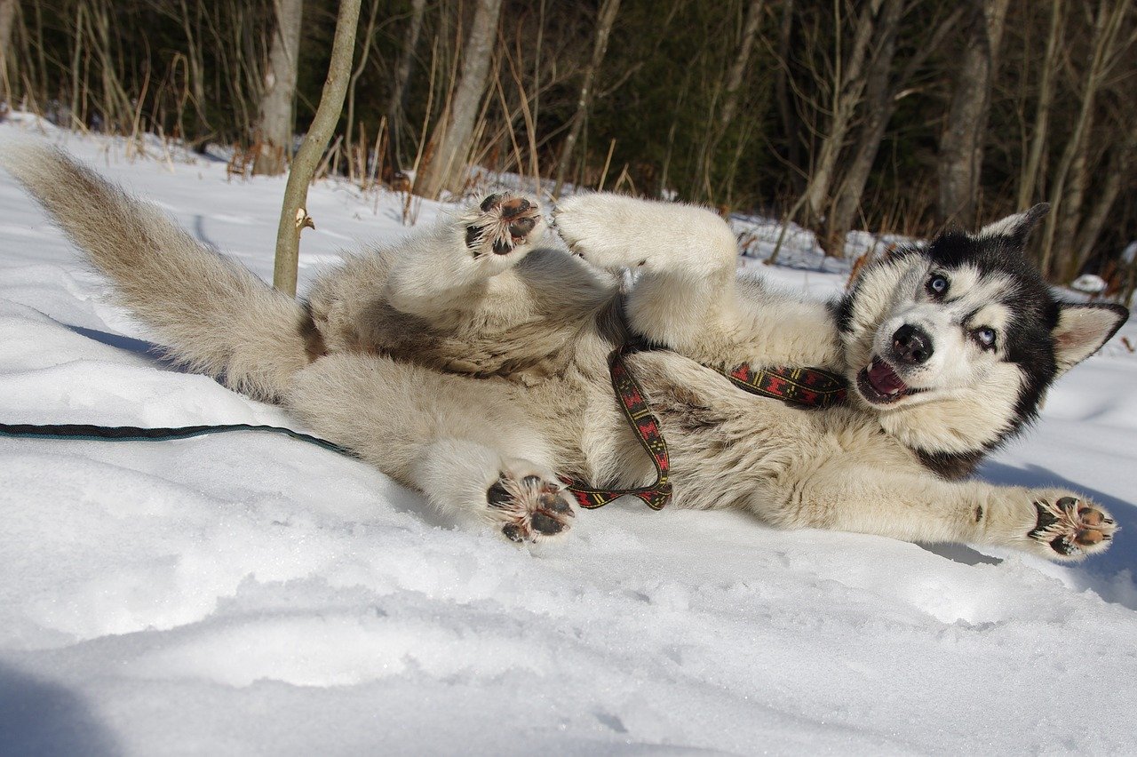 attività fisica cane