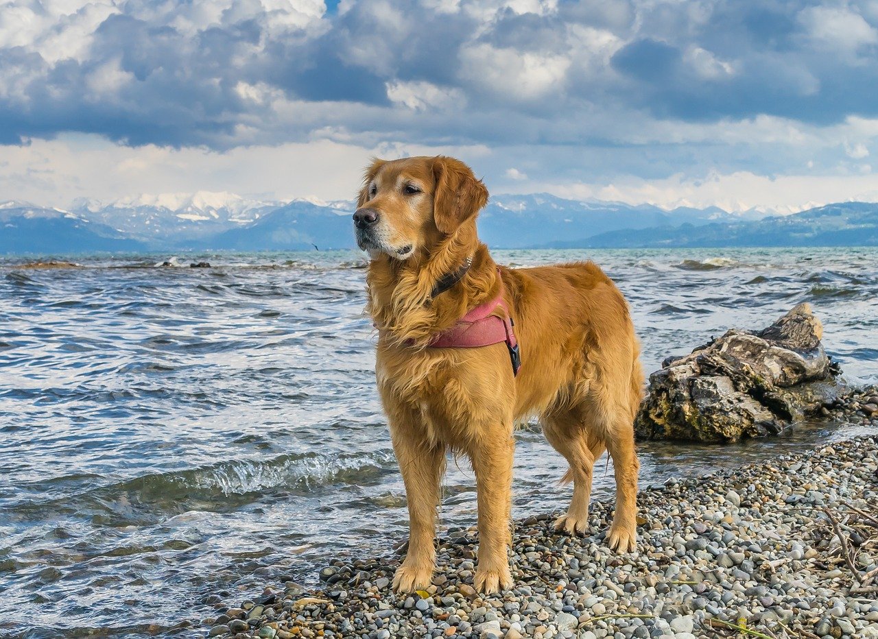 attività fisica cane