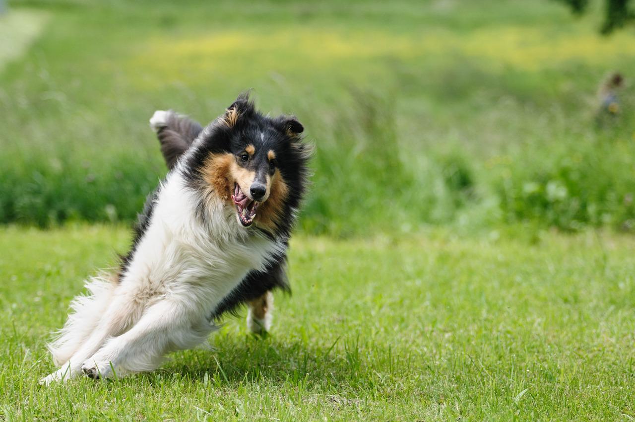 attività fisica cane