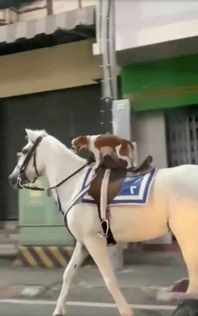 cane audace su un cavallo