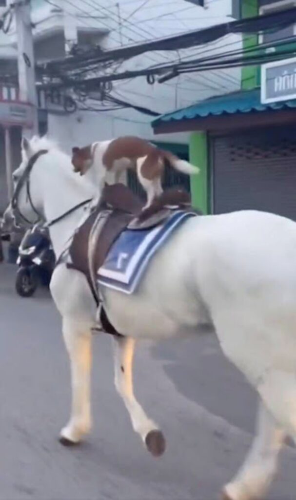 cane e cavallo