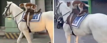 cane audace a cavallo