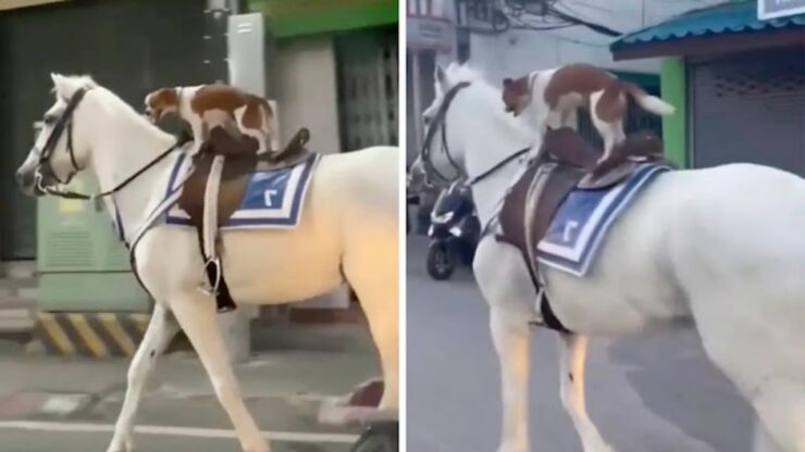 cane audace a cavallo