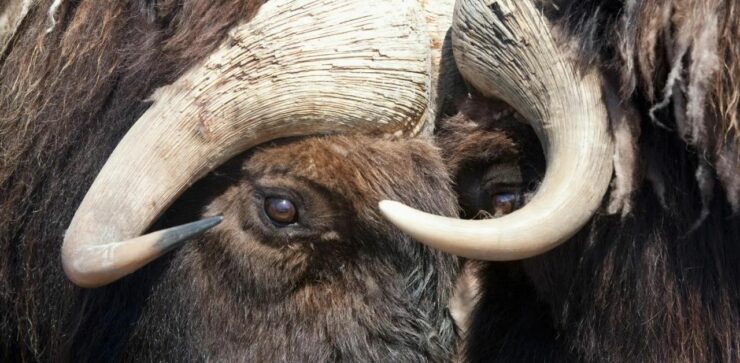 Alcuni animali sacrificano la loro vita, ma perché?