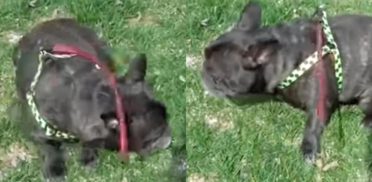 Bulldog Francese si spaventa delle sue scoregge (VIDEO)