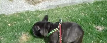Bulldog Francese si spaventa delle sue scoregge (VIDEO)