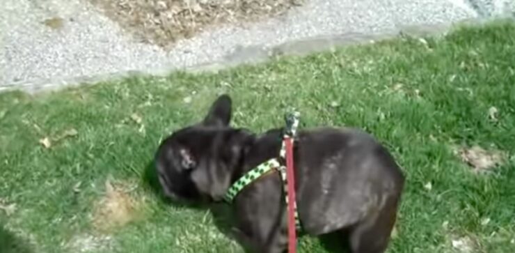 Bulldog Francese si spaventa delle sue scoregge (VIDEO)