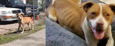 La storia di una cagnolina che ha passato la vita in catene
