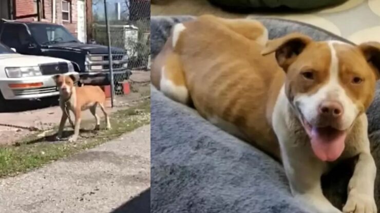 La storia di una cagnolina che ha passato la vita in catene