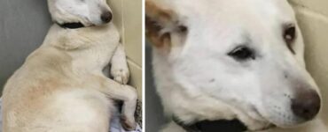 Dopo essere stata salvata dal macello di carne, la cagnolina Rosa ha mostrato una sorpresa