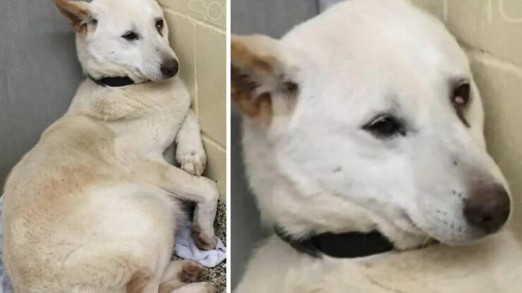 Dopo essere stata salvata dal macello di carne, la cagnolina Rosa ha mostrato una sorpresa
