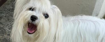 La piccola Luce è la cagnolina che dà speranza alla sua padrona