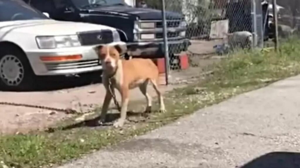 La storia di una cagnolina che ha passato la vita in catene