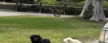 La storia di due cagnolini inseparabili: Pasta e Pepsi