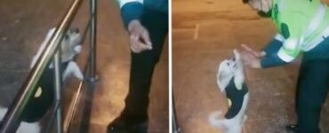 cane balla con poliziotto