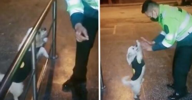 cane balla con poliziotto