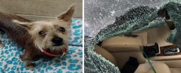 Cagnolino viene chiuso per 8 ore dalla sua proprietaria in macchina