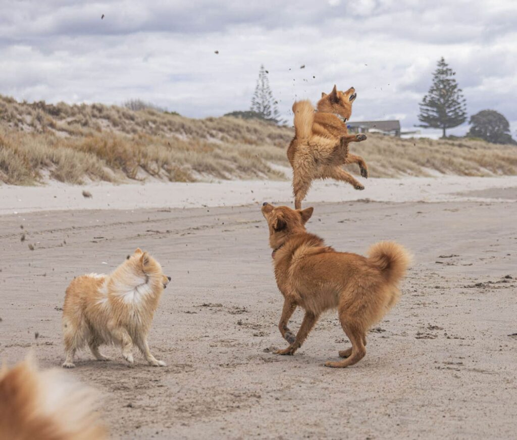 cane salta in spiaggia davanti ad altri animali che non capiscono le sue intenzioni
