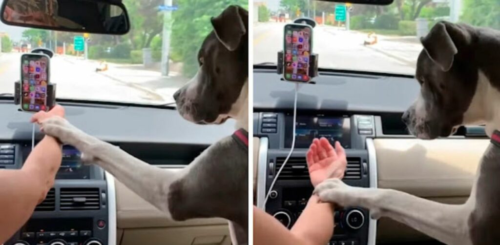 Il cane si arrabbia con il suo umano ogni volta che usa il cellulare alla guida