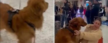 Dolcissimo cane si riunisce alla sua proprietaria in aeroporto