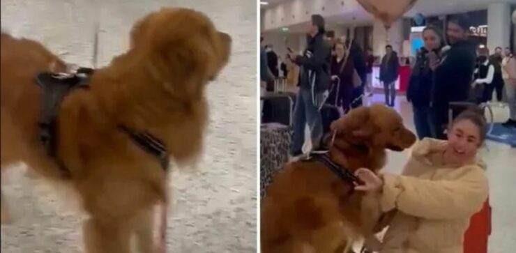 Dolcissimo cane si riunisce alla sua proprietaria in aeroporto