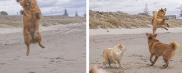 due scene del cane che salta in spiaggia