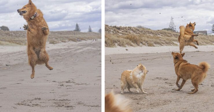 due scene del cane che salta in spiaggia