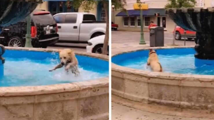 cane corre nella fontana pubblica