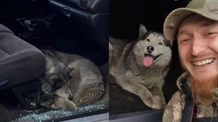 cane ritrovato in un'auto bombardata