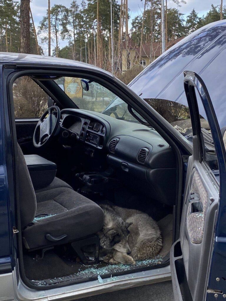 cane dorme tra i vetri dell'auto