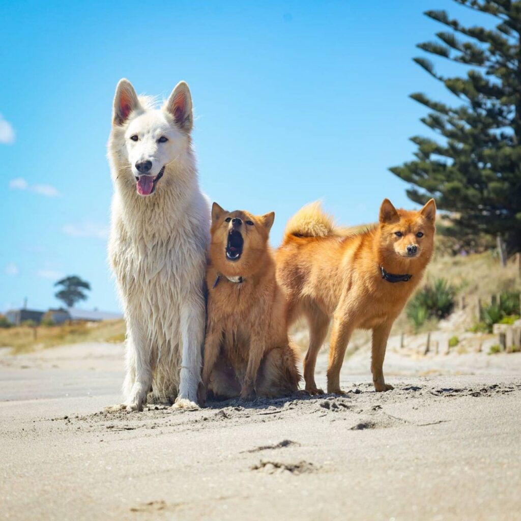 il cane che salta insieme ai suoi amici