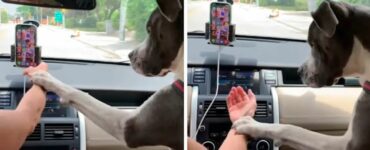 Il cane si arrabbia con il suo umano ogni volta che usa il cellulare alla guida