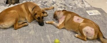 Il cane protegge la sua famiglia da un pericoloso puma che è apparso in giardino
